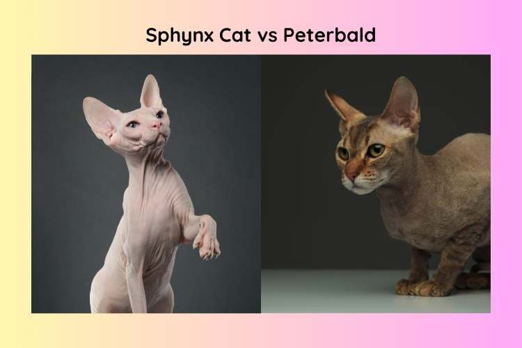 Sphynx vs Peterbald